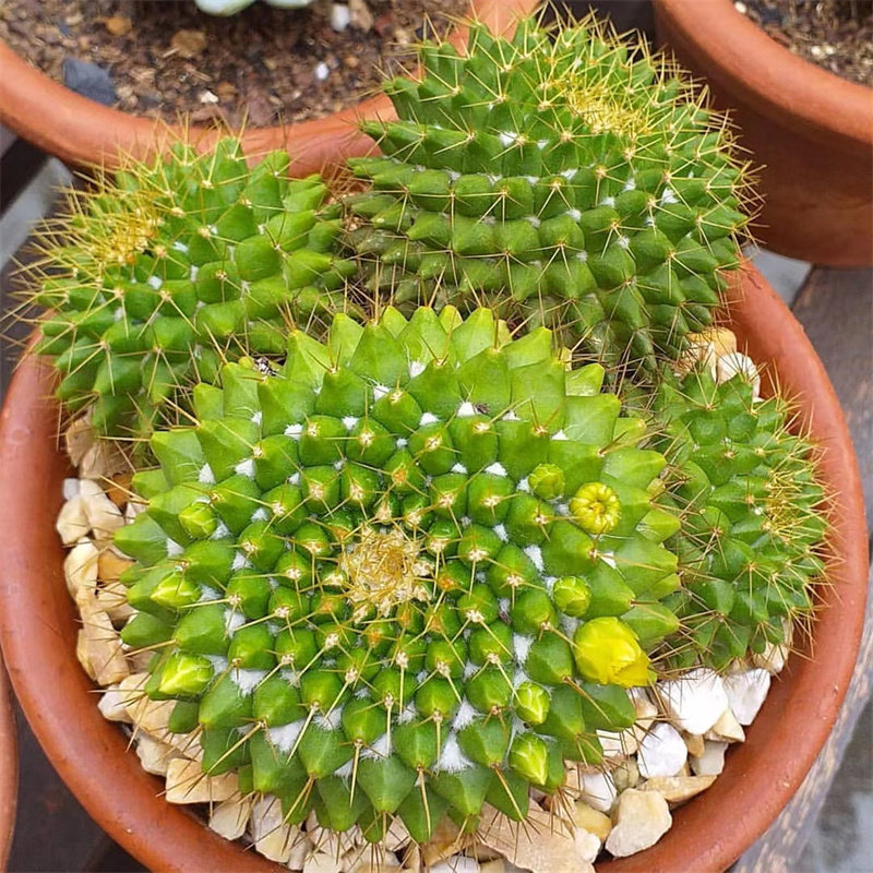 金洋丸仙人球实生乳突球属硬刺仙人掌桌面小型盆栽花卉室内多肉花