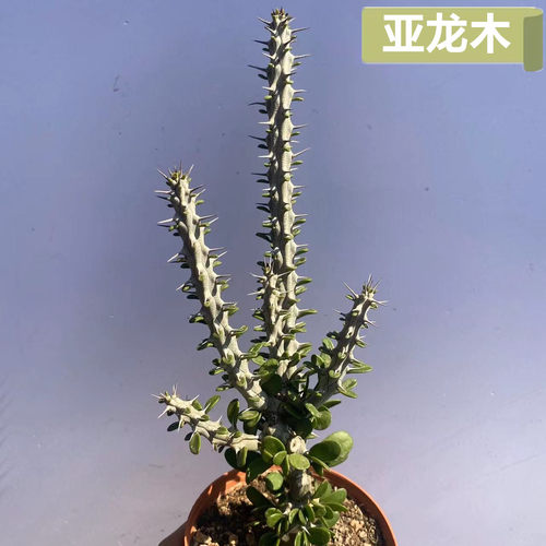 亚龙木多头龙树科稀有
