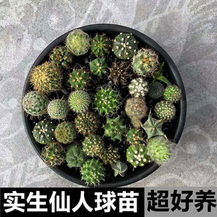 实生仙人球小苗 星兜开花稀有品种苗鸾凤玉仙人掌组合新手小盆栽