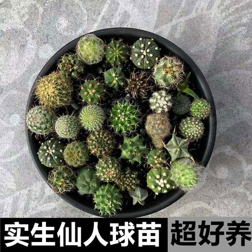 实生仙人球小苗星兜稀有品种组合
