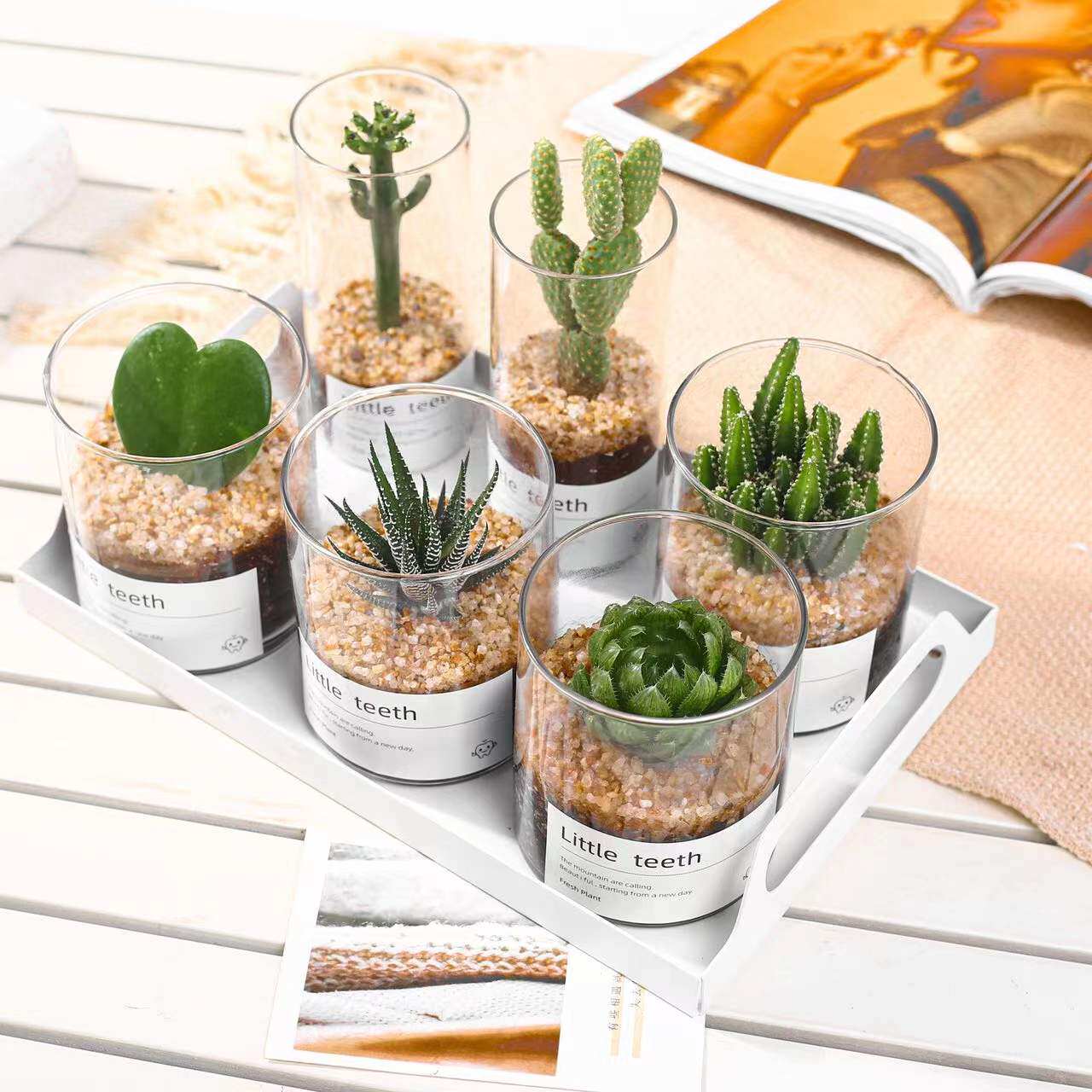 仙人掌组合盆栽创意植物多肉礼物送礼节日桌面小绿植室内仙人掌花