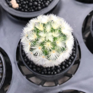 嘉文丸仙人球实生乳突开花仙人掌多肉植物室内盆栽好养桌面绿植花