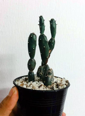 小土人团扇仙人掌类小型桌面花卉