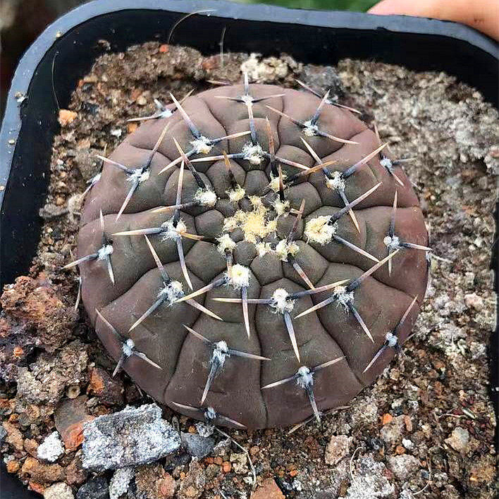 紫皮怪龙王稀有仙人球盆栽室内多肉植物防辐射肉肉花仙人掌科变异