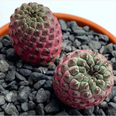 紫丽丸开花室内防辐射仙人球