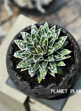 树上星球planet plant |笹之雪龙舌兰科多肉植物世之雪大型盆栽花