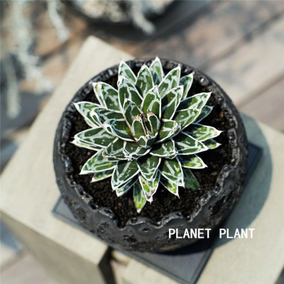 多肉植物树上星球planetplant