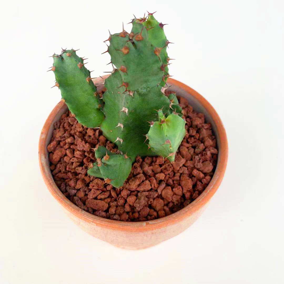 白角麒麟大戟科多肉植物盆栽室内花卉开花黄色好养活仙人掌仙人球