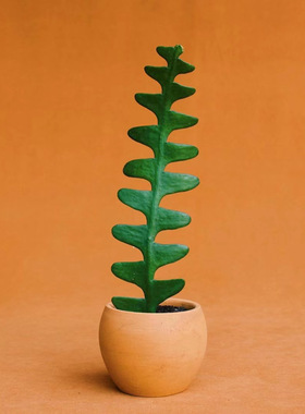 fish bone|鱼骨令箭稀有品种多肉植物仙人掌类室内盆栽锯齿昙花