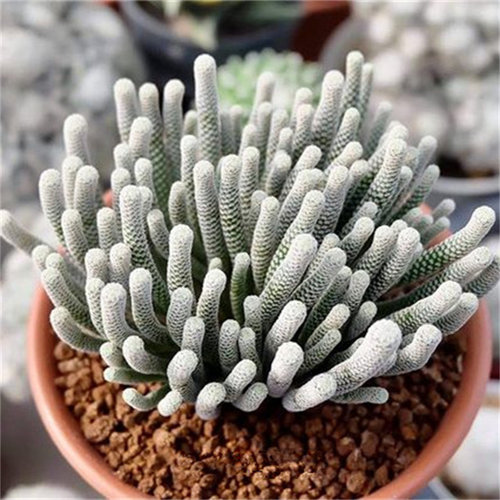 迷你牧师小人奇趣稀有多肉植物