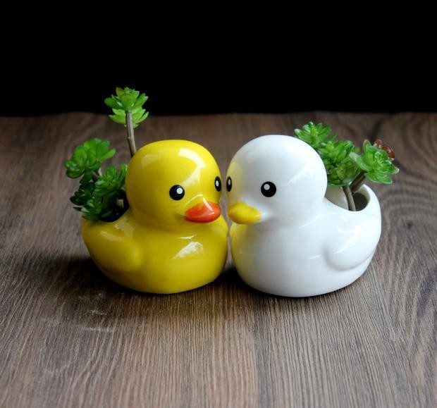 小黄鸭创意盆栽奇趣多肉植物可爱多肉仙人球幼儿园室内绿植办公桌