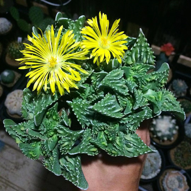 怒涛多肉植物稀有品种四海波奇趣肉肉花室内盆栽趣味桌面小绿植