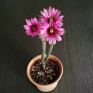 银纽仙人柱鹿角柱冰心玉骨仙人掌植物仙人球开花多肉植物室内盆栽