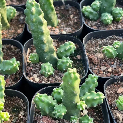 水仙情郎多种花色开花仙人球