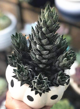 九轮稀有品种十二卷好养多肉植物