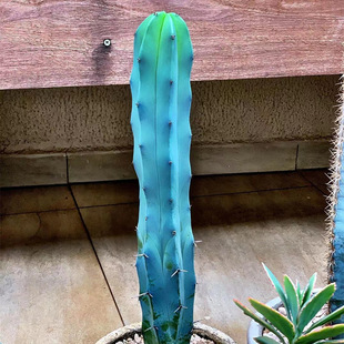 15cm9.5包邮龙神木仙人柱好养多肉仙人掌类植物室内盆栽绿植大型