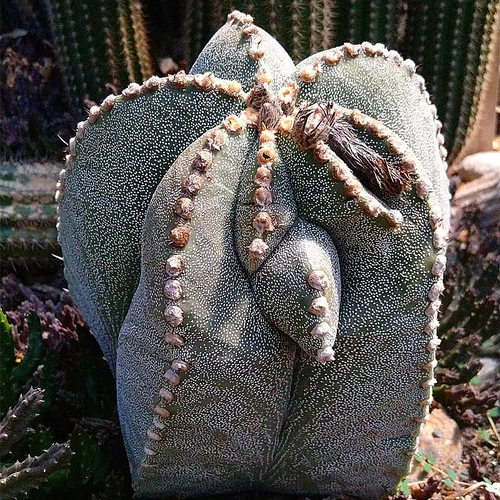 鸾凤玉实生三角四角室内盆栽盆景