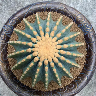 无刺王冠龙大型仙人球大颗仙人掌类植物盆栽室内开花多肉稀有品种