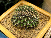 翠晃冠缀化新品 种仙人球好养活新手肉肉盆栽室内多肉植物仙人掌科