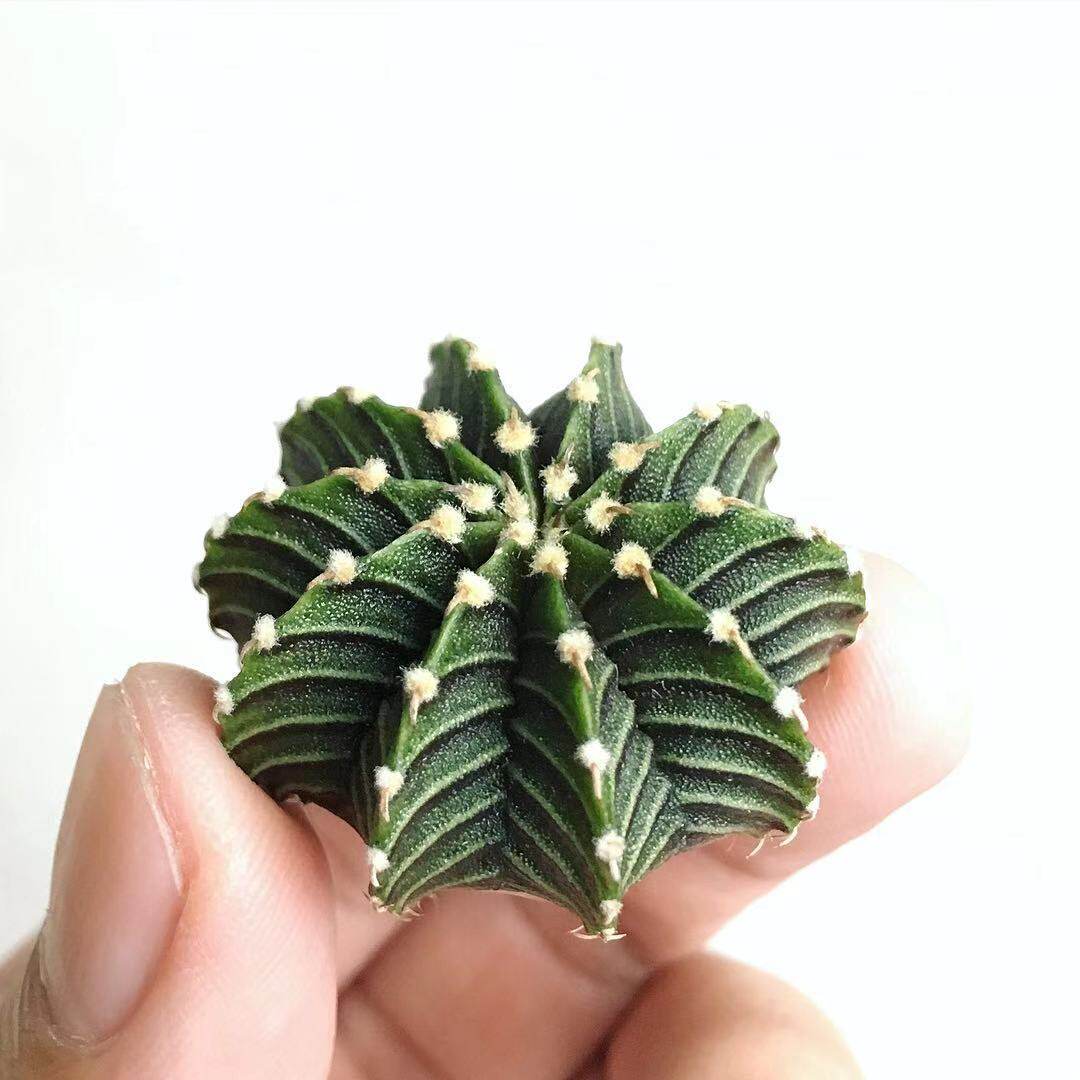 正版肋骨牡丹纯实生仙人球稀有品种进口仙人掌科室内盆栽多肉植物