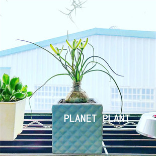 小苍角殿块根植物多肉哨兵花肉肉香水兰绿植室内盆栽花卉开花香味