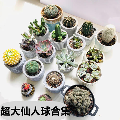 大颗仙人球星兜稀有开花多肉植物创意小盆栽花卉仙人掌精品桌面花 - 封面