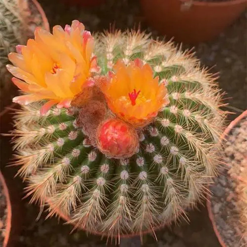 南国玉仙人球开花植物桌面绿植