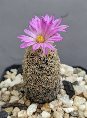 紫王子仙人球乳突球属开花仙人掌松球稀有品种精品花卉开紫色花