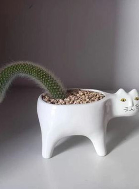 猴尾柱仙人柱猴尾巴九尾狐盆栽猫咪花盆室内桌面绿植卡通猫植物小