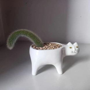 猴尾柱仙人柱猴尾巴九尾狐盆栽猫咪花盆室内桌面绿植卡通猫植物小