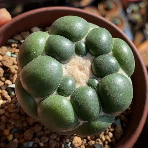 仙人球无刺象牙丸仙人球侧芽