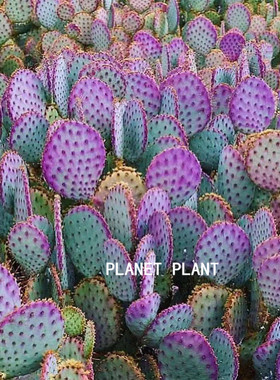 圣丽塔稀有品种仙人掌类植物多肉花室内盆栽防辐射紫色仙人球绿植