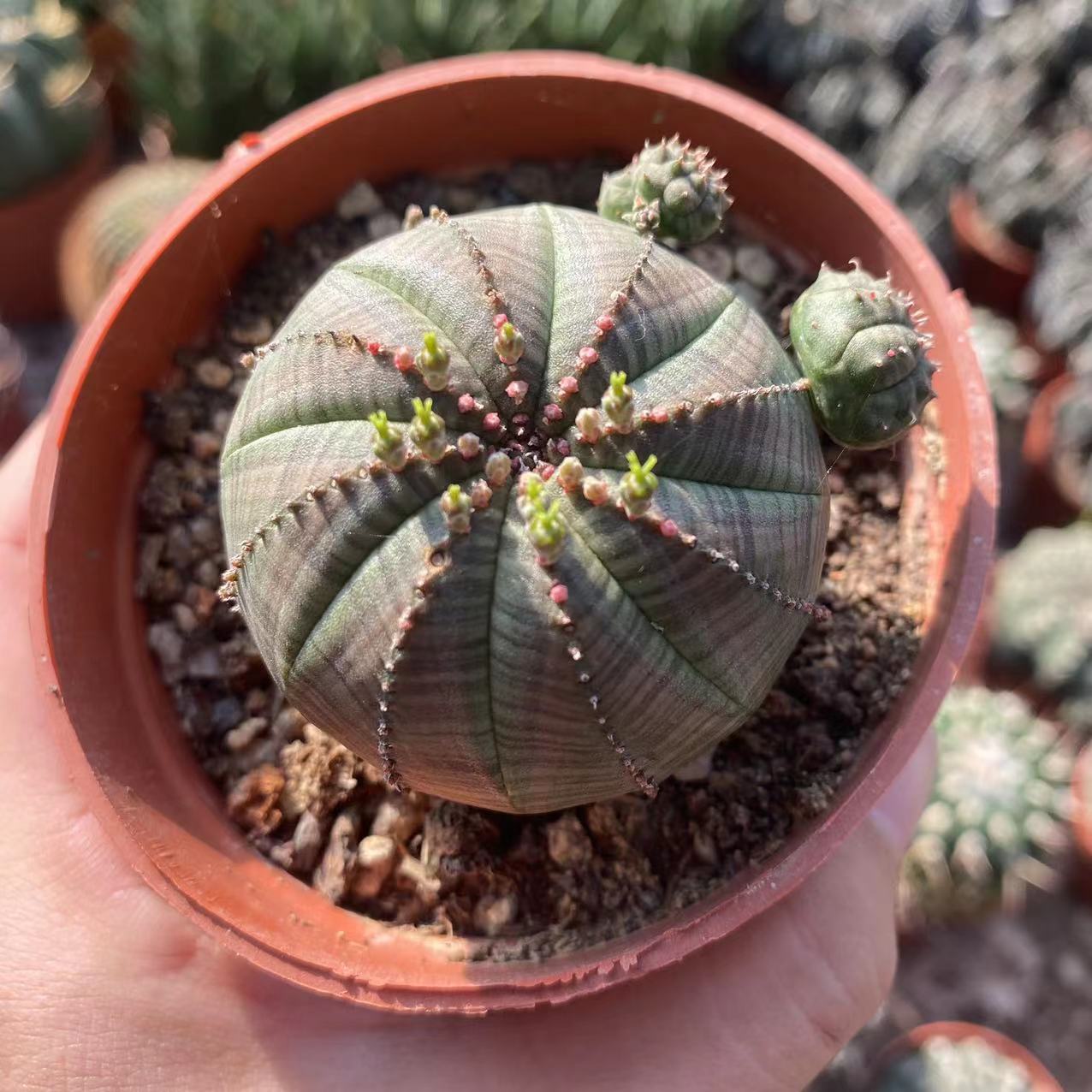 布纹球仙人球自根大戟科大戟属可爱盆栽多肉植物精品开花仙人掌