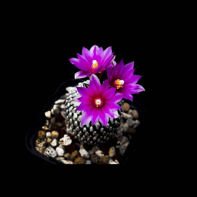 红花精巧殿自根萝卜根稀有品种仙人球实生开花多肉植物盆栽进口