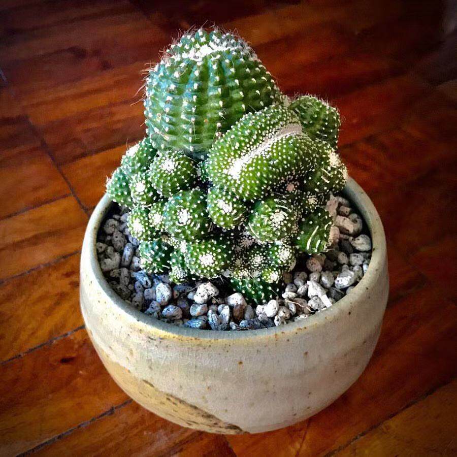 notoscopa松露玉缀化稀有品种仙人球南国玉属白乐天仙人掌多肉花