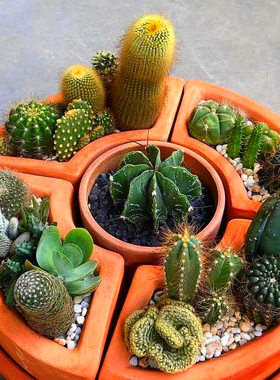 仙人球花卉植物室内花绯花玉组合