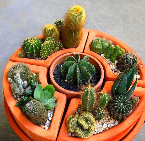 仙人球花卉植物室内花绯花玉组合