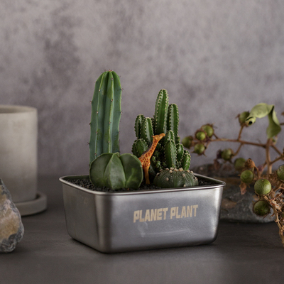 沙漠便当多肉植物组合盆栽