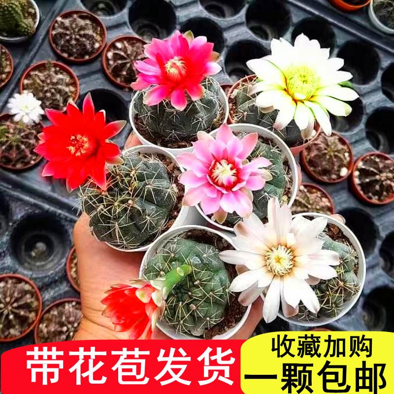 菲花玉仙人球实生开花小带花苞