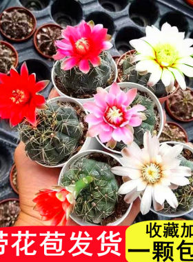 菲花玉仙人球实生开花小带花苞