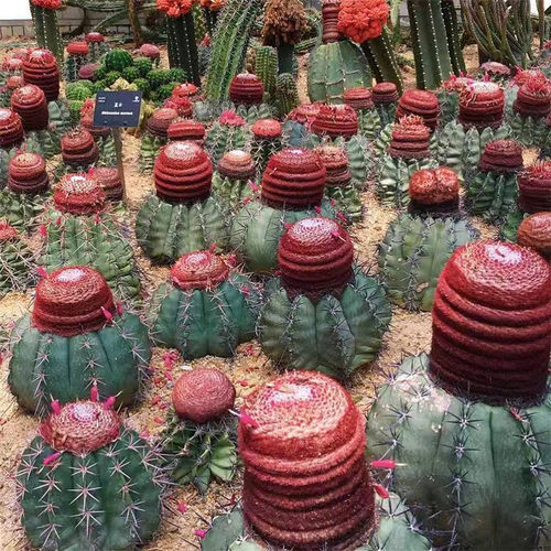 魔云仙人掌实生稀有桌面多肉植物