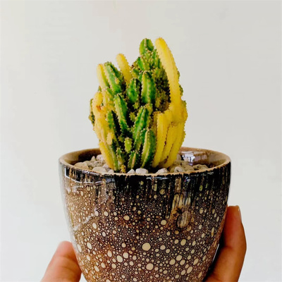 fairycastle万重山锦多肉植物