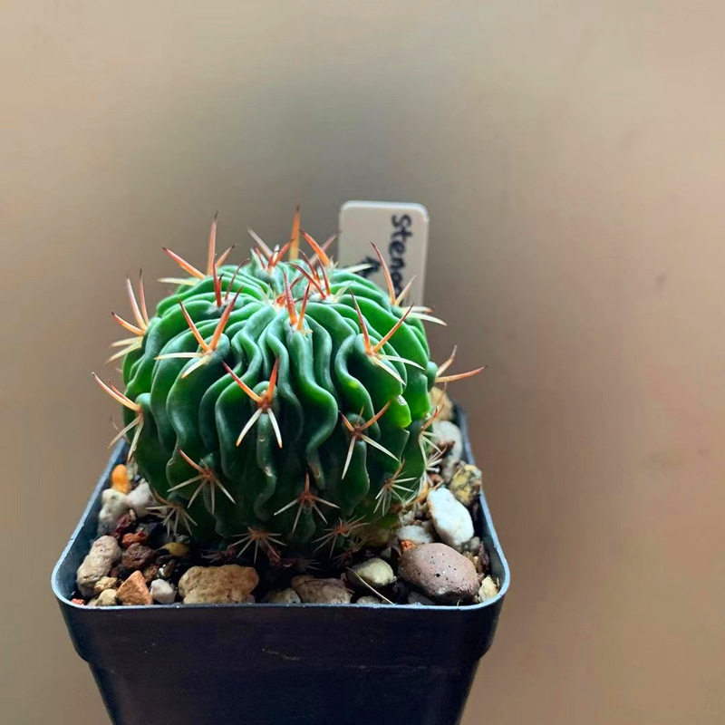 多棱玉实生仙人球开花球肉肉花卉室内盆栽组合绿竹防辐射趣味