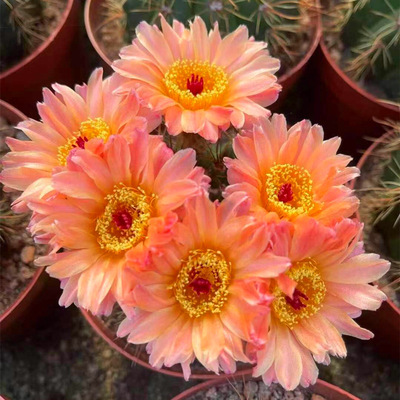 多肉植物粉花青王丸实生小盆栽