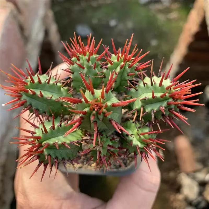 红刺麒麟大戟科多肉植物室内花小盆栽仙人掌非火麒麟稀有品种花卉 鲜花速递/花卉仿真/绿植园艺 多肉植物 原图主图