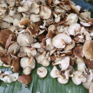 香菌云南野生菌特产新鲜蘑菇菌食用野生菌香信香菇500克顺丰包邮