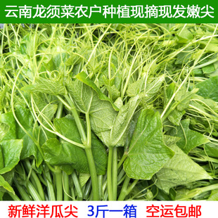瓜尖 洋瓜尖 云南野菜佛手瓜尖龙须菜伏儿瓜非南瓜尖洋瓜新鲜包邮