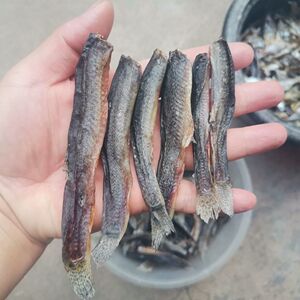 大别山泥鳅干自然生长泥鳅农家自制散装干货干鱼安徽特产农产品