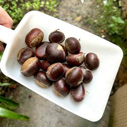 自家产金寨板栗大别山新鲜板栗红壳板栗板栗仁炖肉炖鸡2025年新货