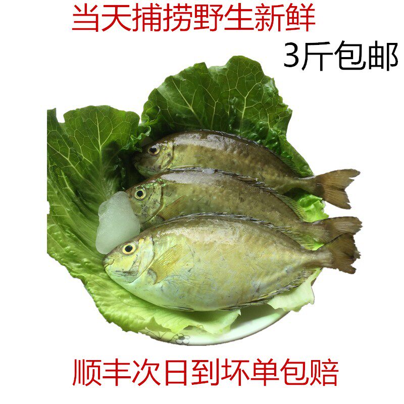 阳江泥猛鱼海鲜鲜活鬼婆仔鱼闸坡水产深海天然鲜活鸡婆仔鱼